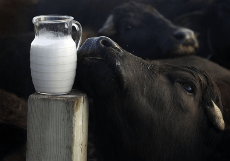 Why Buffalo Milk? – Short Blogging